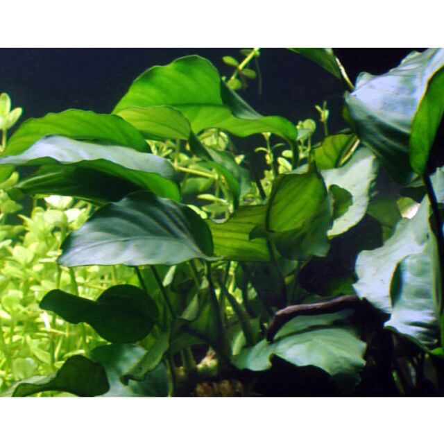 Anubias barteri