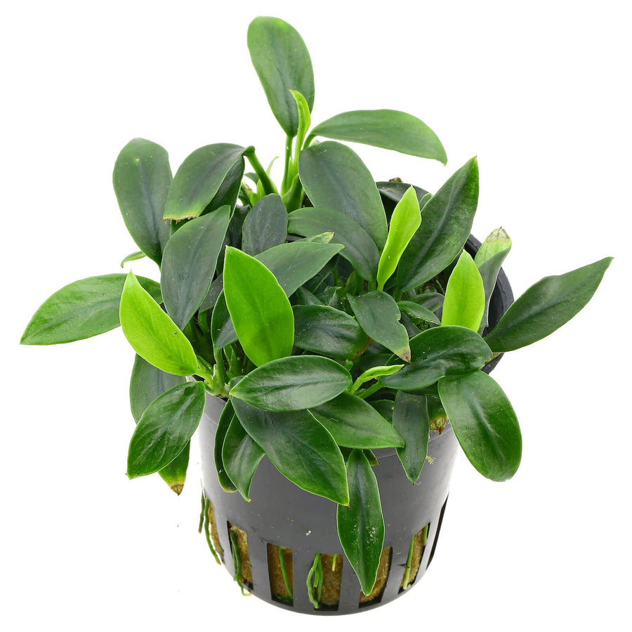 Anubias Pangolino - Rare Compact Anubias
