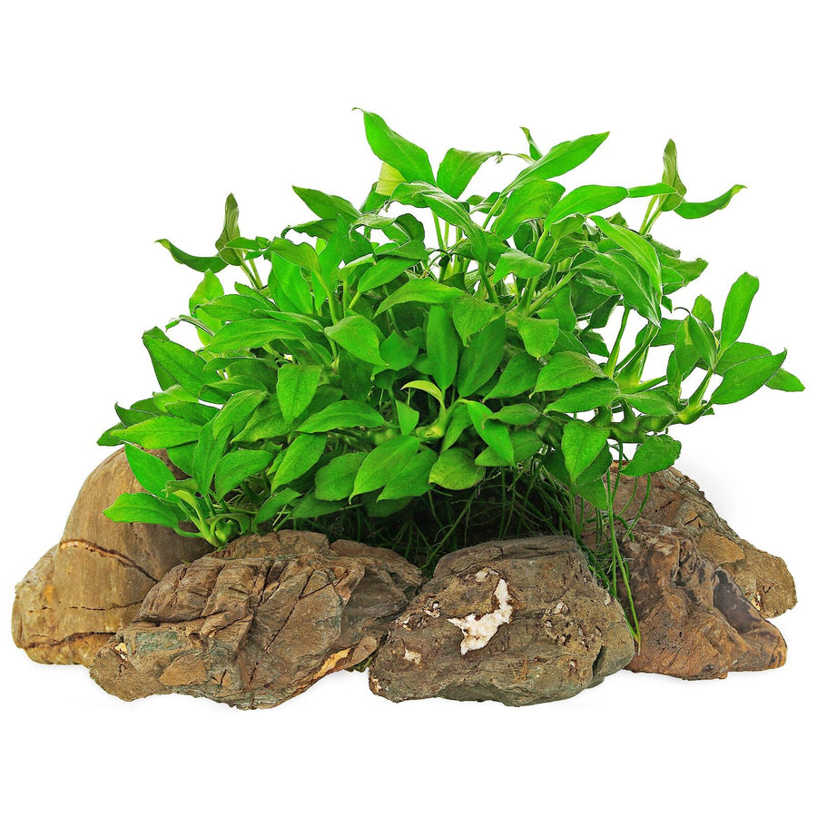 Anubias Pangolino - Rare Compact Anubias