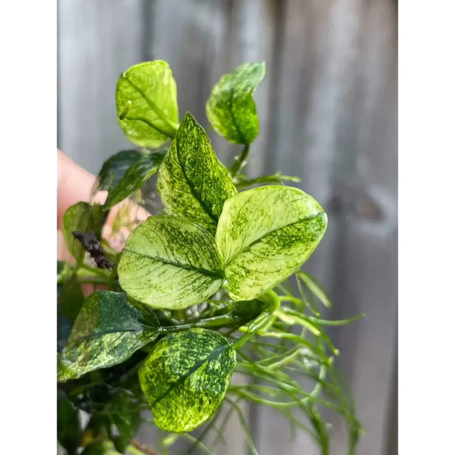 Anubias Pinto - Rare Variegated Plant