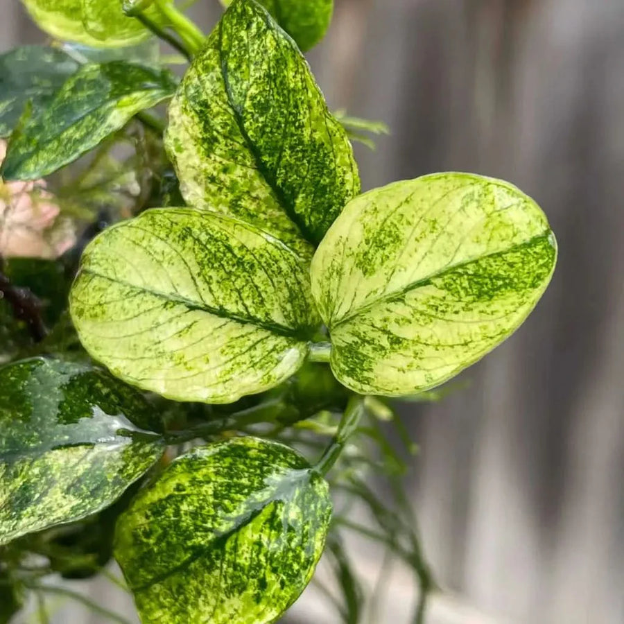 Anubias Pinto - Rare Variegated Plant