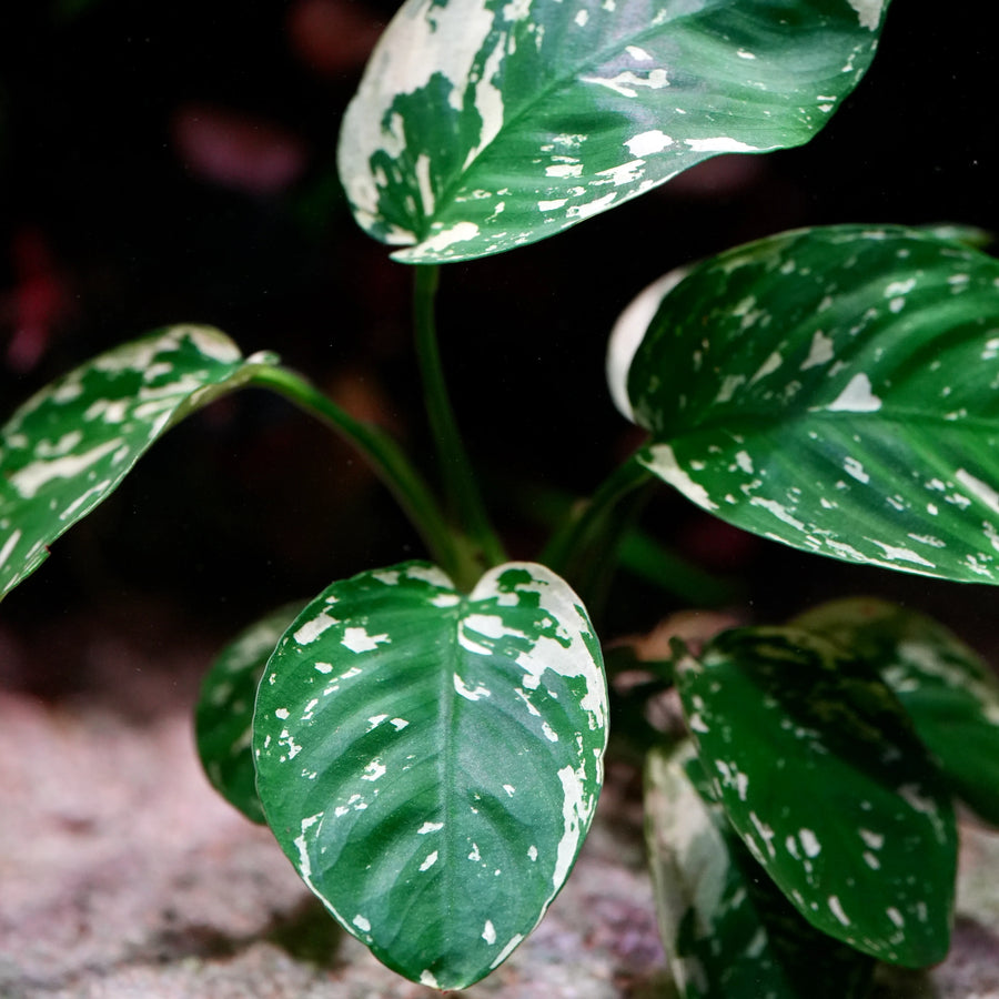 Anubias King Variegated