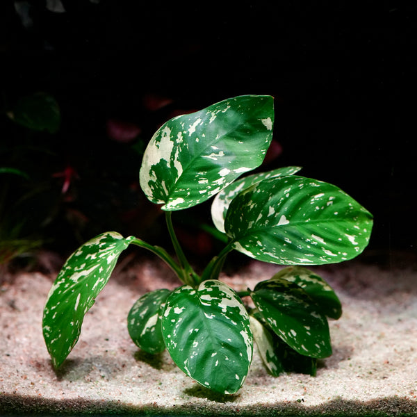 Anubias King Variegated