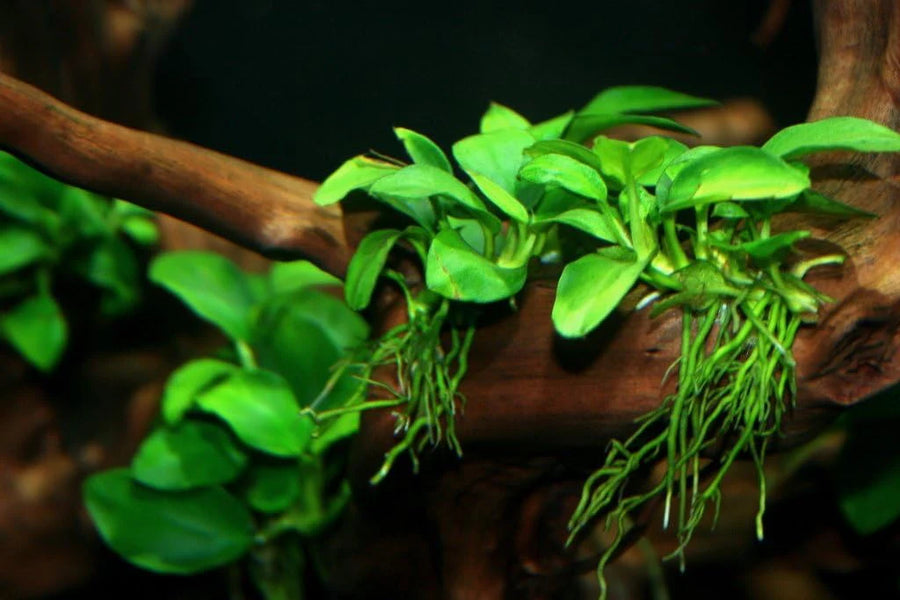 Green aquatic plant on a wooden branch
