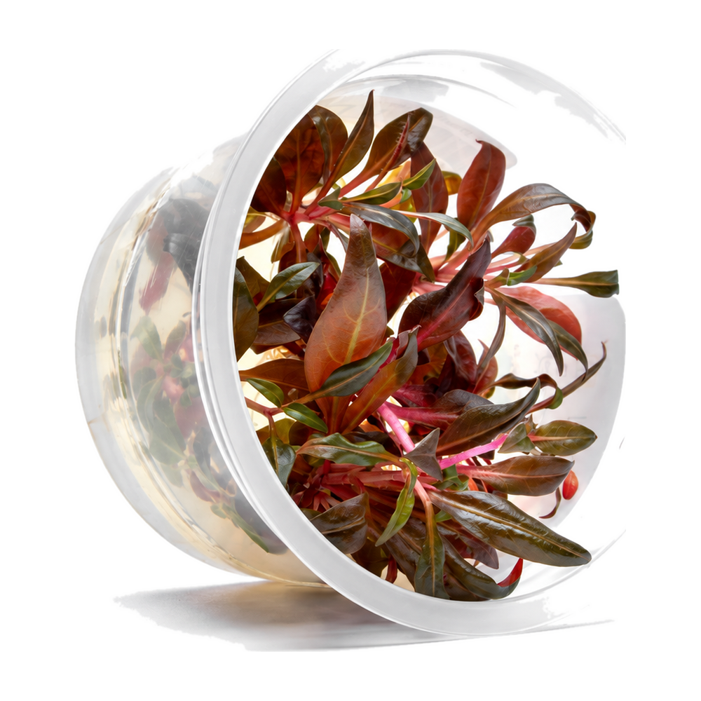 AquaDepot tissue culture Alternanthera reineckii 'Mini' aquarium plant cup