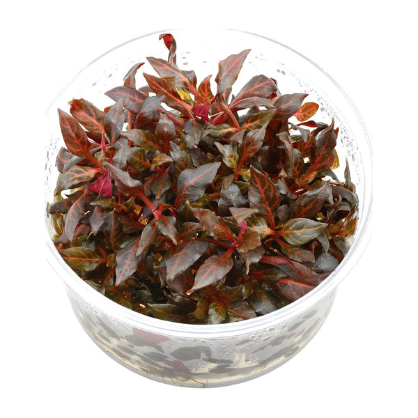 AquaDepot tissue culture Alternanthera reineckii 'Rosaefolia' aquarium plant cup