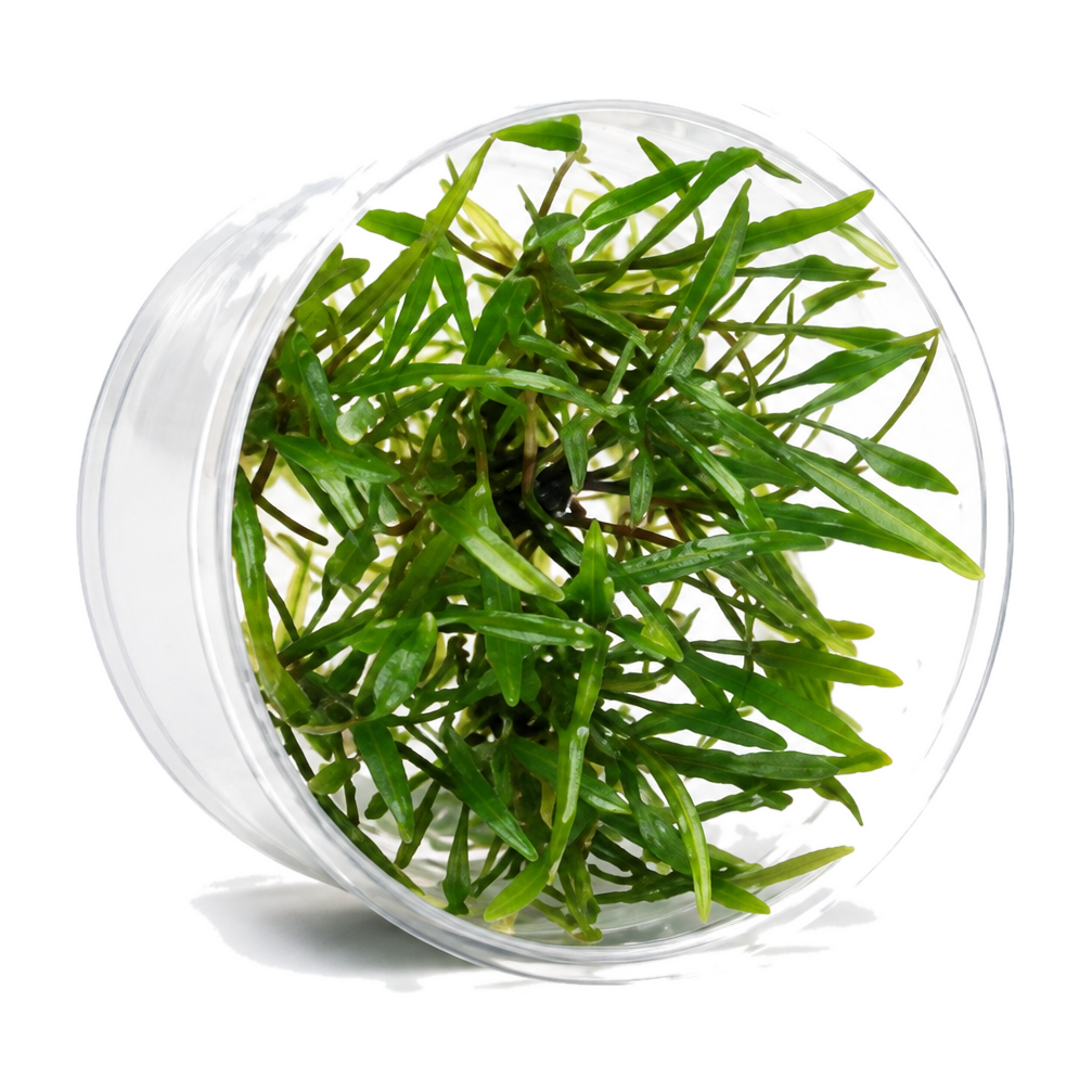 AquaDepot tissue culture Cryptocoryne lucens aquarium plant cup