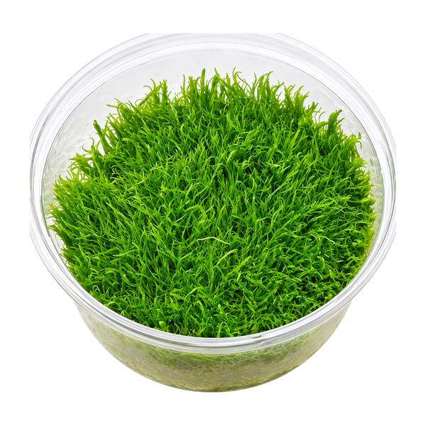 AquaDepot tissue culture Utricularia graminifolia carpeting plant cup