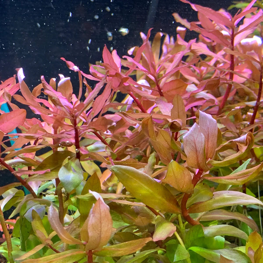Aquatic plant with pink and green leaves in an aquarium 