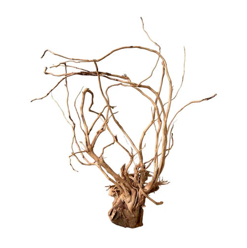 Azalea Wood - Premium Natural Driftwood for Aquascaping (per kg)
