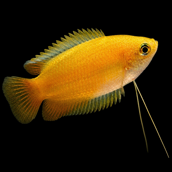 Golden Honey Dwarf Gourami