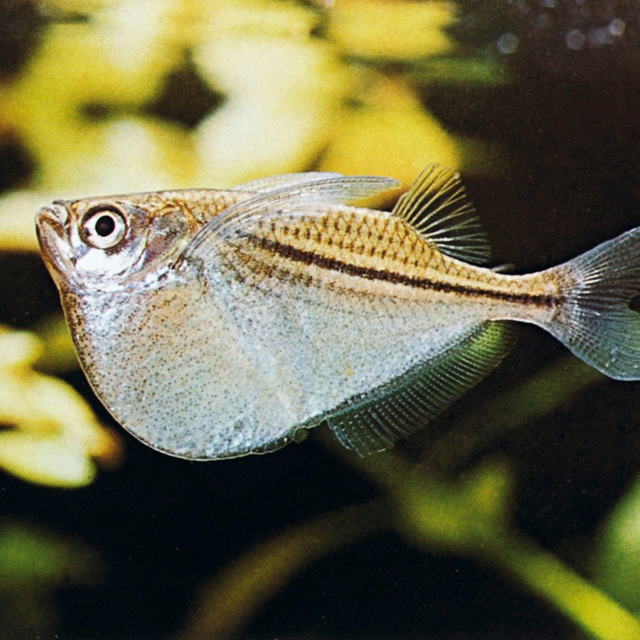 Albino Hatchetfish