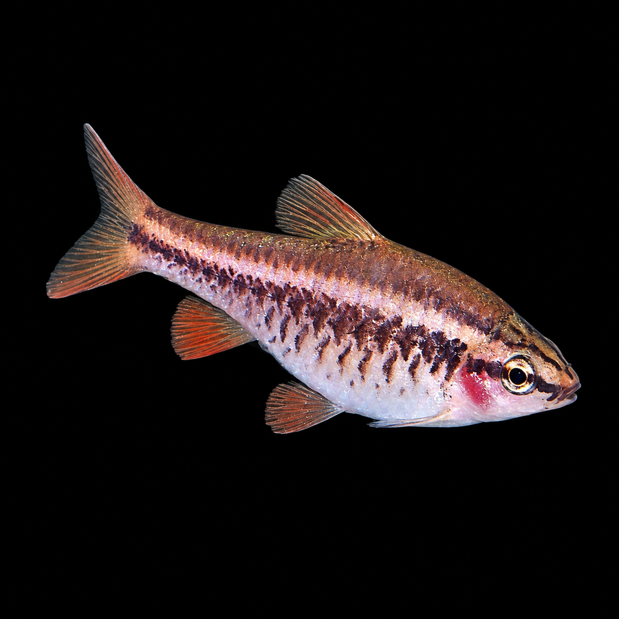 Cherry Barb (Rohanella titteya)