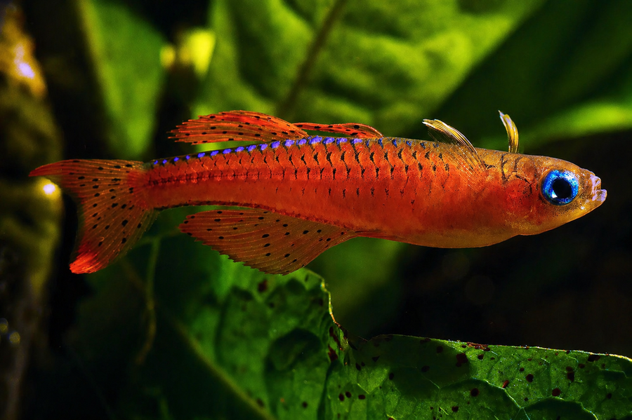Pseudomugil Luminatus — live freshwater community fish for aquariums