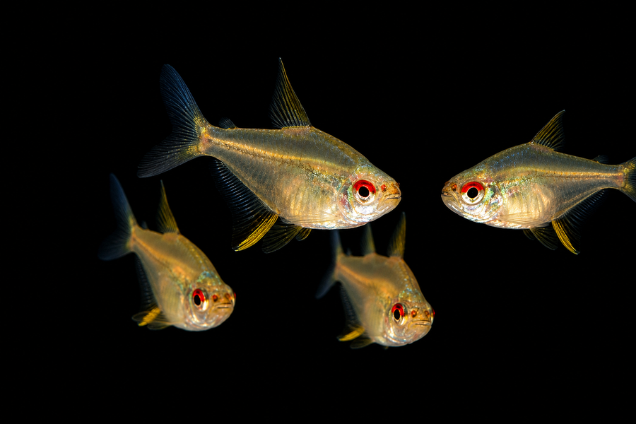 Lemon Tetra