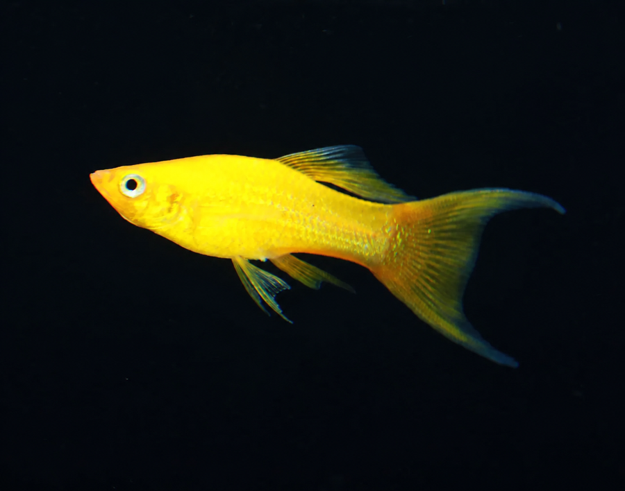 Saffron Lyretail Molly
