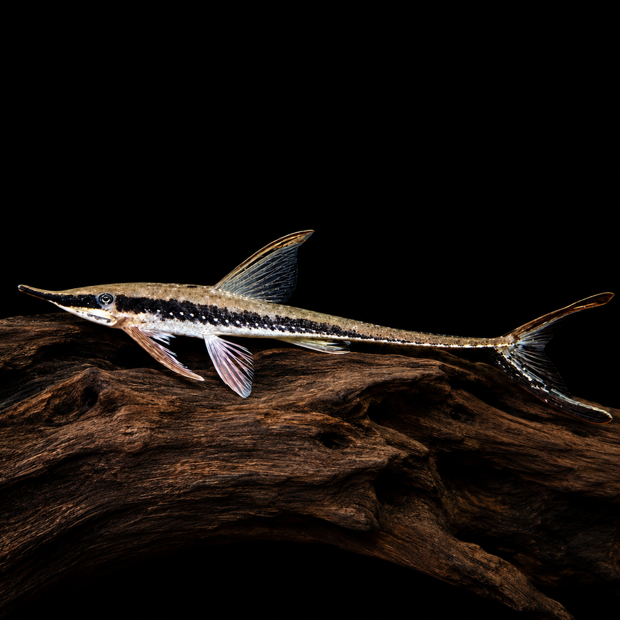 Longnose Whiptail Catfish (Sturisoma barbatum)