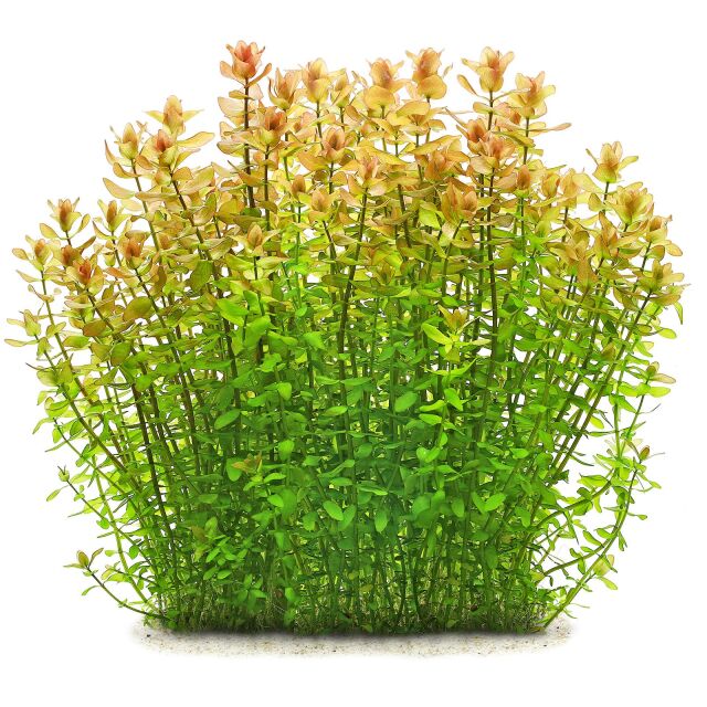 Bacopa Caroliniana