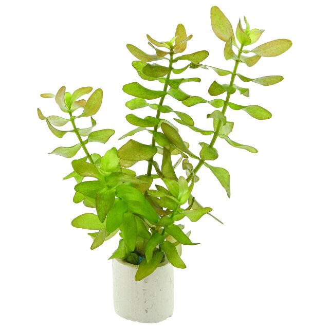 Bacopa Caroliniana