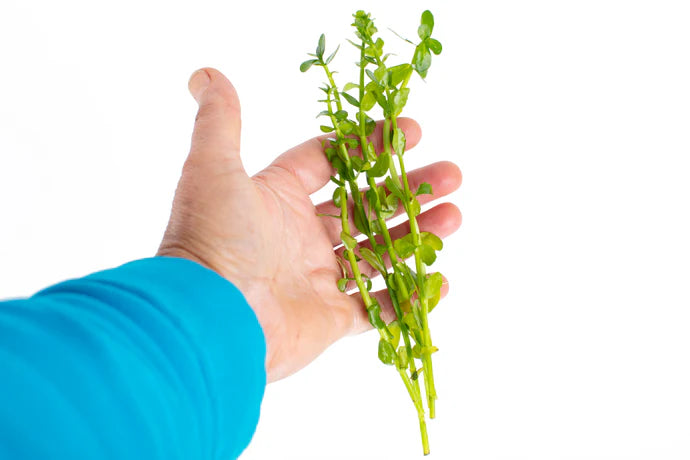 Bacopa monnieri - Water Hyssop Aquarium Plant