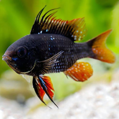 Black Ram