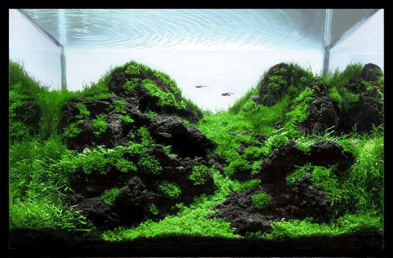 Whakaari Stone (Black Volcanic Lava Rock), view 6