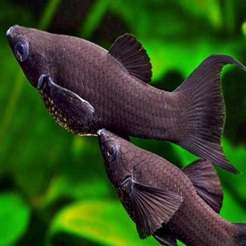 Black Lyretail Molly