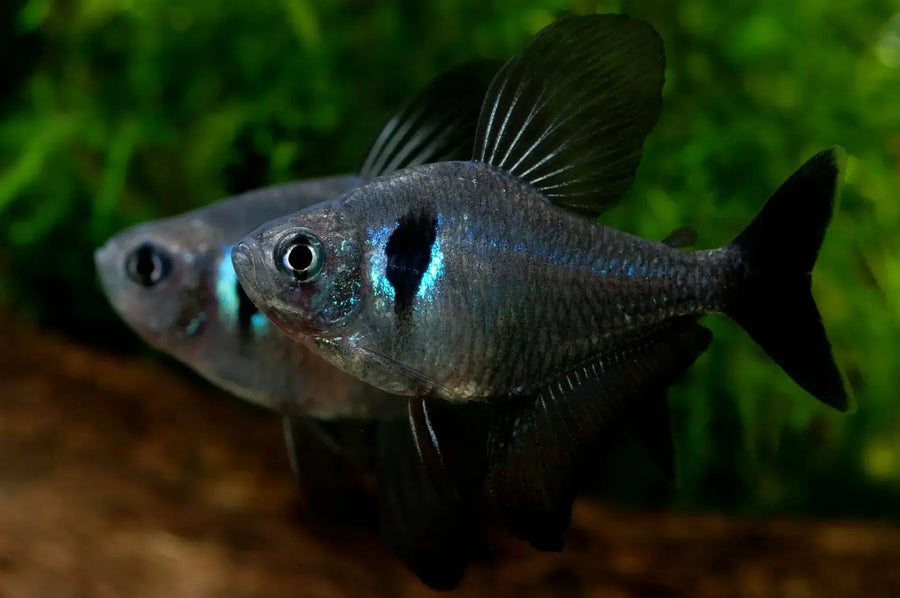 Two fish swimming in an aquarium with green plants in the background