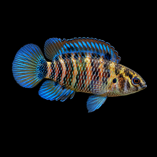 Blue Badis (Badis badis)