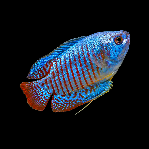 Blue Neon Gourami (Trichogaster lalius)