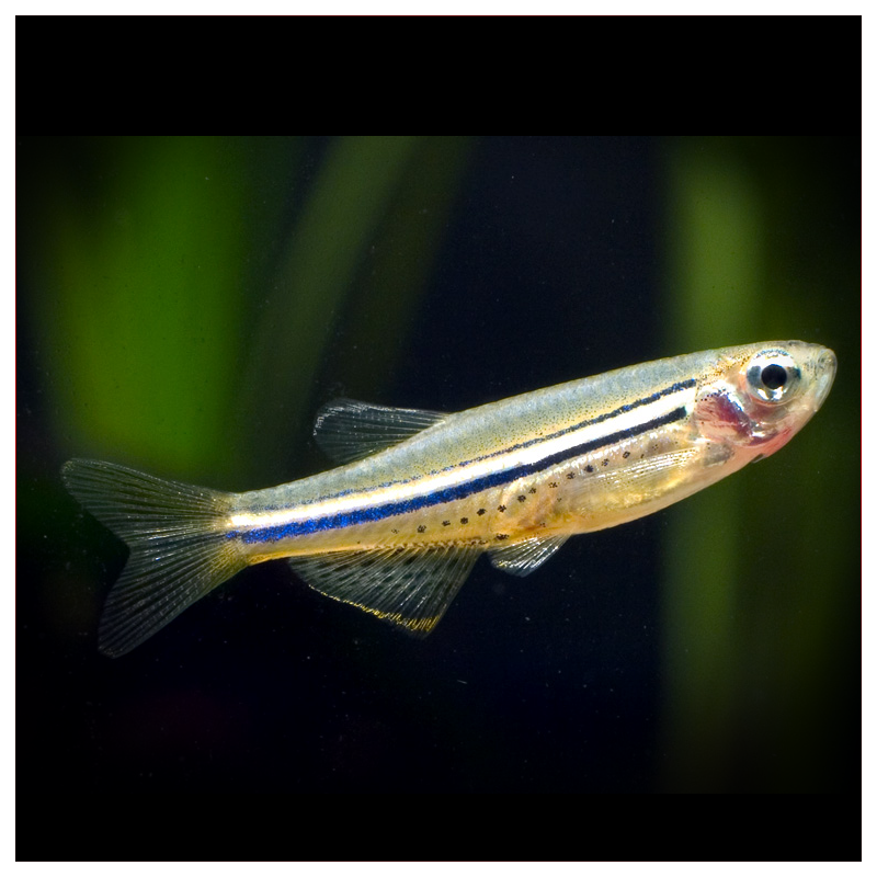 Nigrofaciata Danio