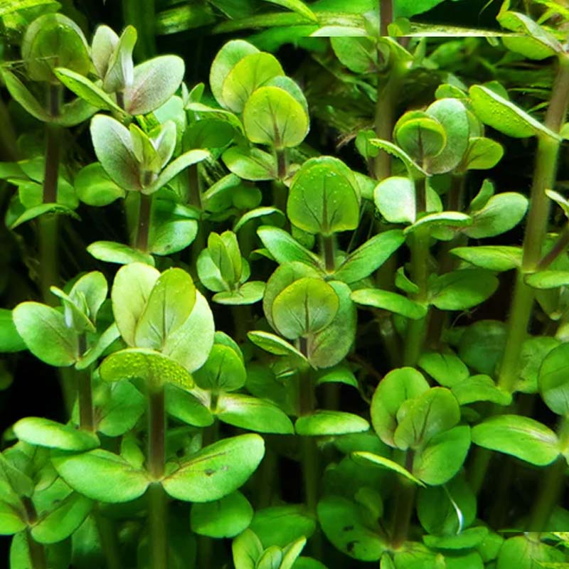 Bacopa Salzmanii 'Green'