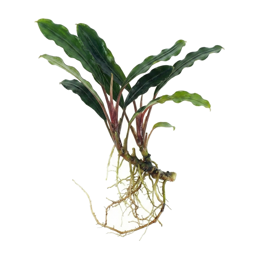 Bucephalandra Kapuas Hulu, green leafy plant with roots on a white background