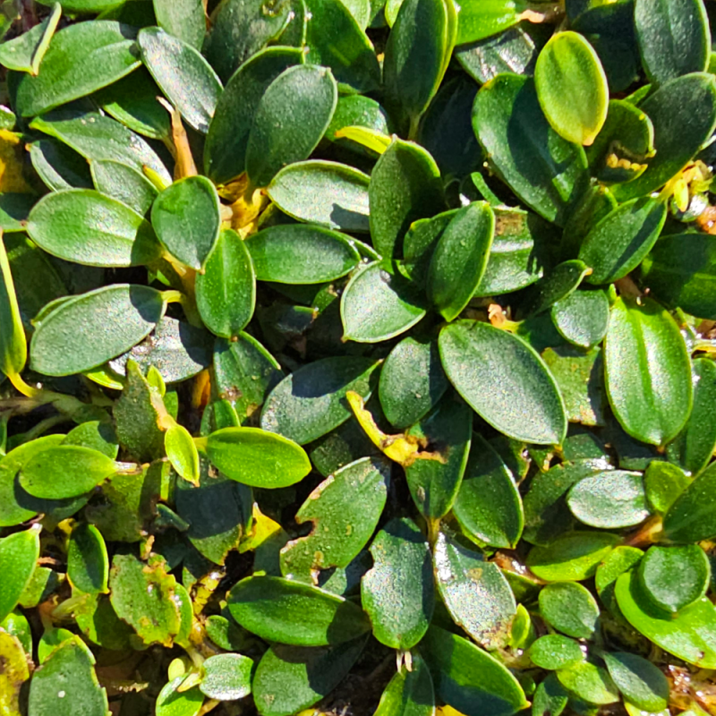 Bucephalandra Mini Coin — live aquatic plant in a planted aquarium