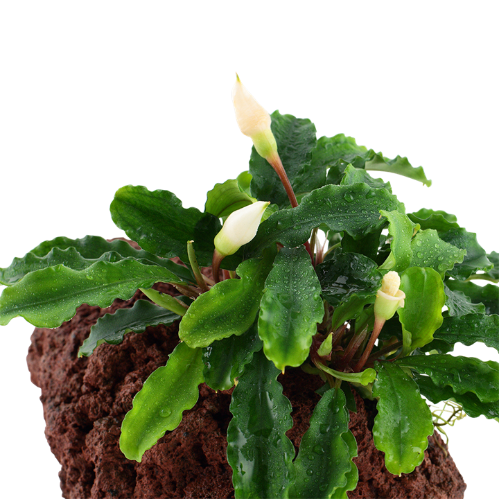 Bucephalandra Wavy Green, view 3