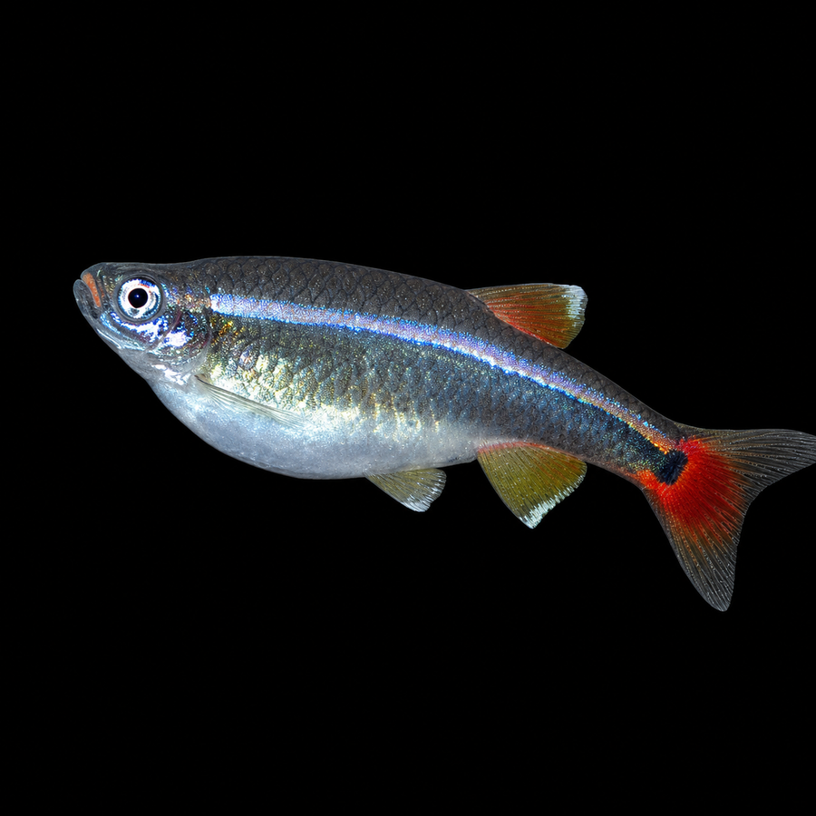 White Cloud Mountain Minnow