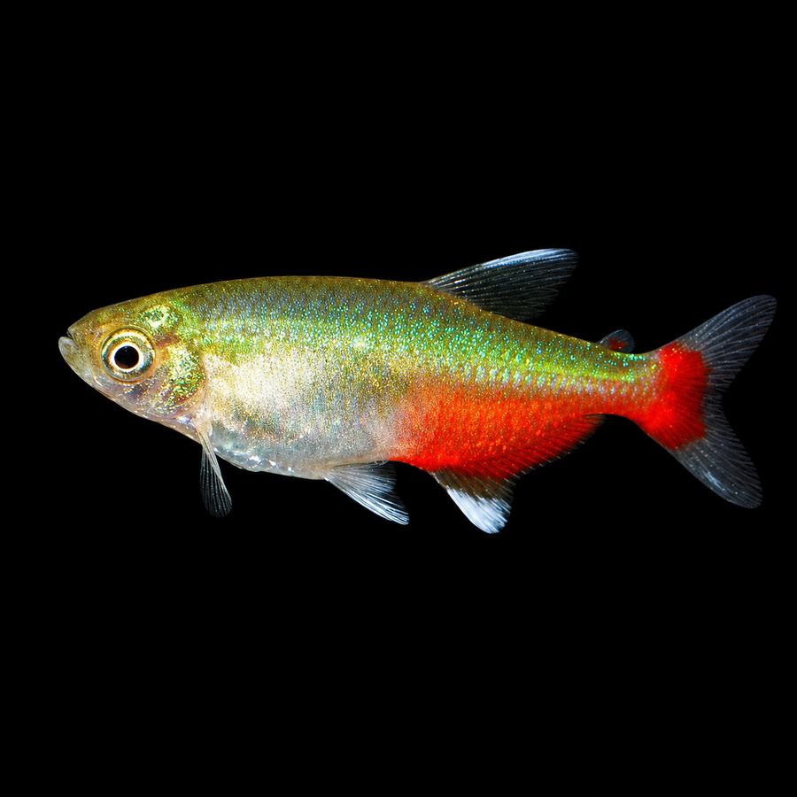 Red Belly Tetra