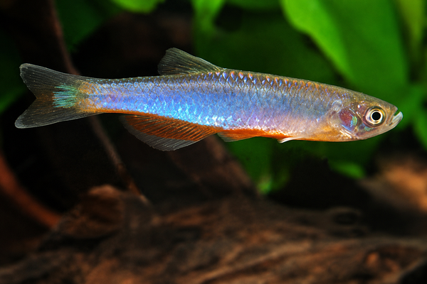 Rose Danio