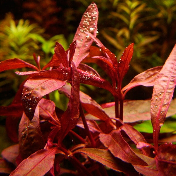 Alternanthera Reineckii 'Rosanervig' - Pink Veined Aquarium Plant