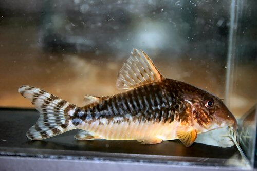 Seussi Corydoras