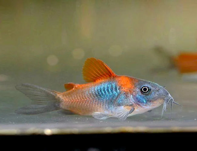 Venezuela Corydoras