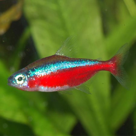 Cardinal Tetra