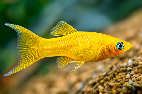 Saffron Lyretail Molly