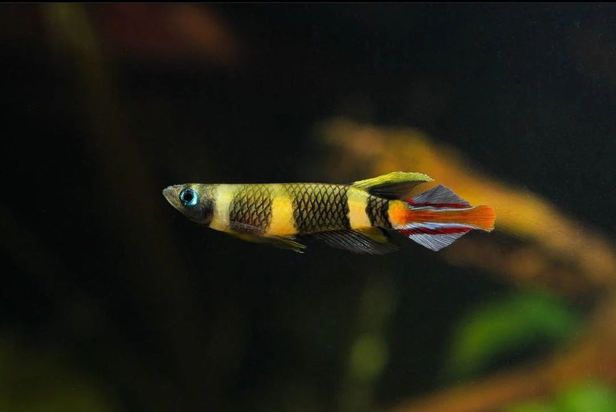 Clown Panchax