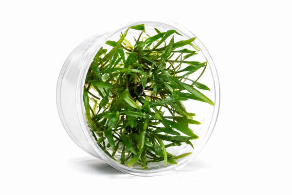 AquaDepot Tissue Culture-Cryptocoryne lucens