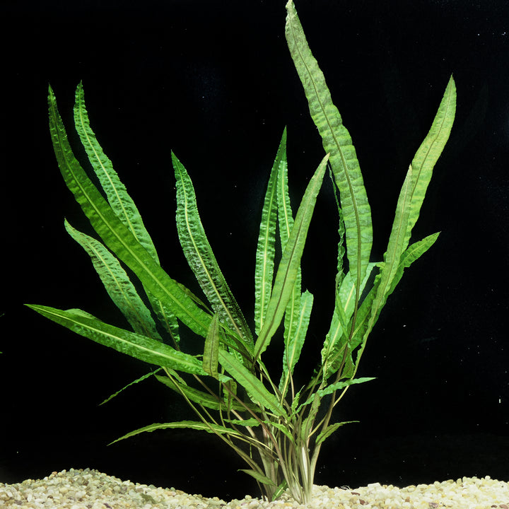 Green aquatic plant 