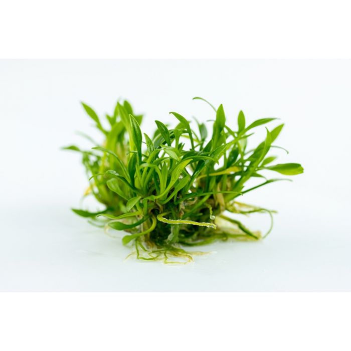 Cryptocoryne Parva - Submersed Grown