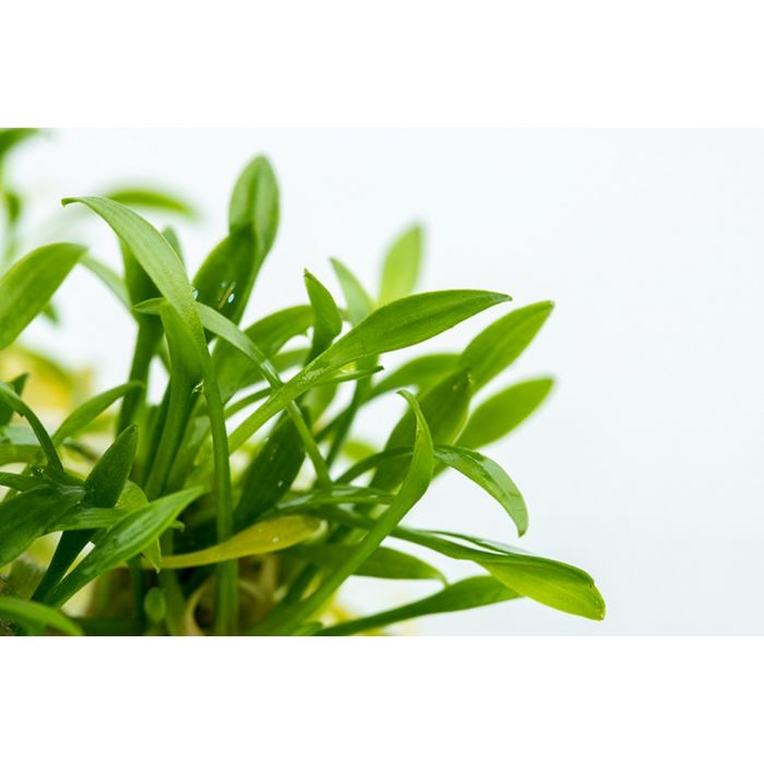 Close-up of green leaves on a white background