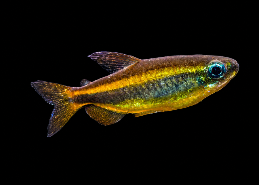 Brown Congo Tetra