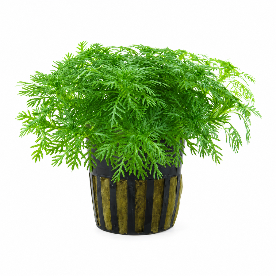 Hottonia palustris